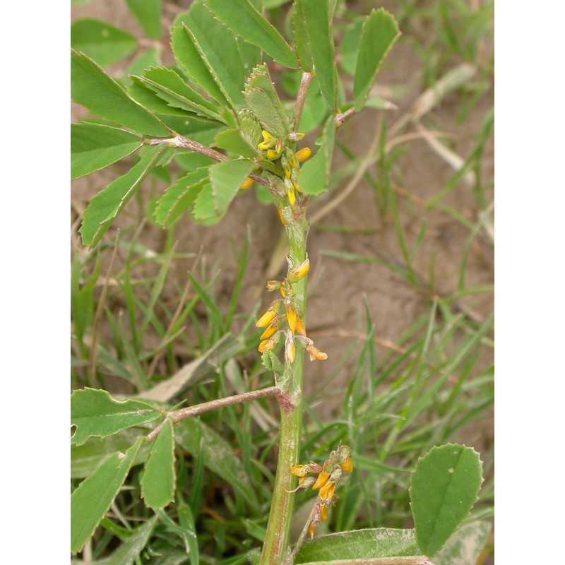 melilotus messanensis (l.) all.