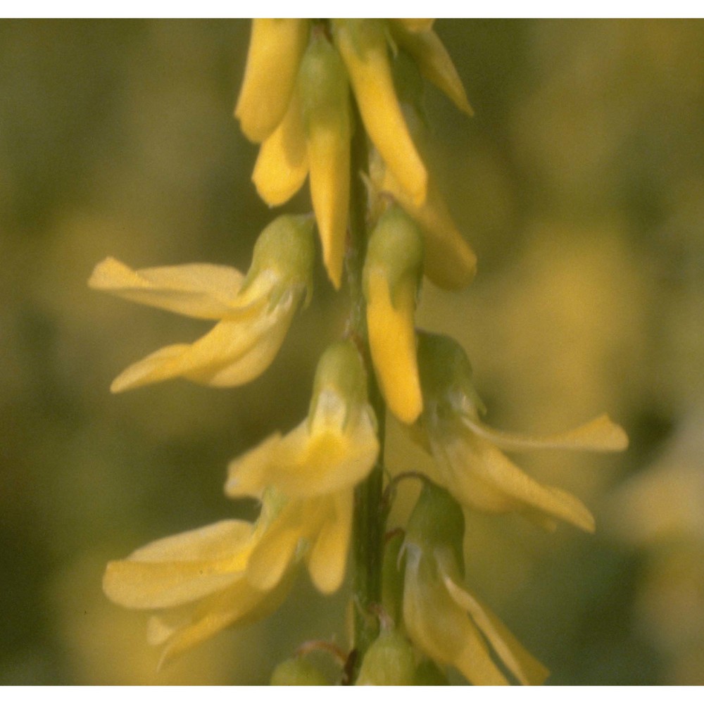 melilotus officinalis (l.) pall.