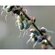 melilotus officinalis (l.) pall.