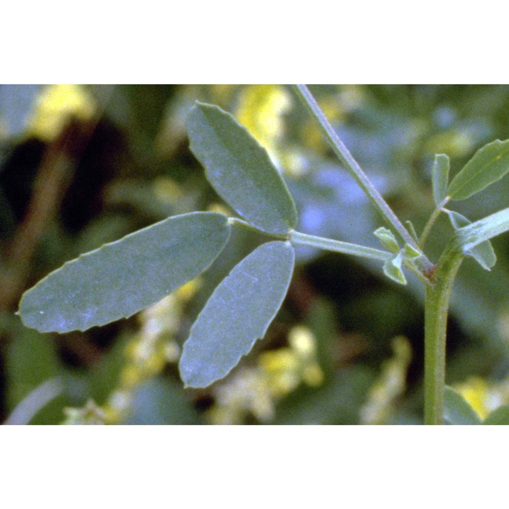 melilotus officinalis (l.) pall.