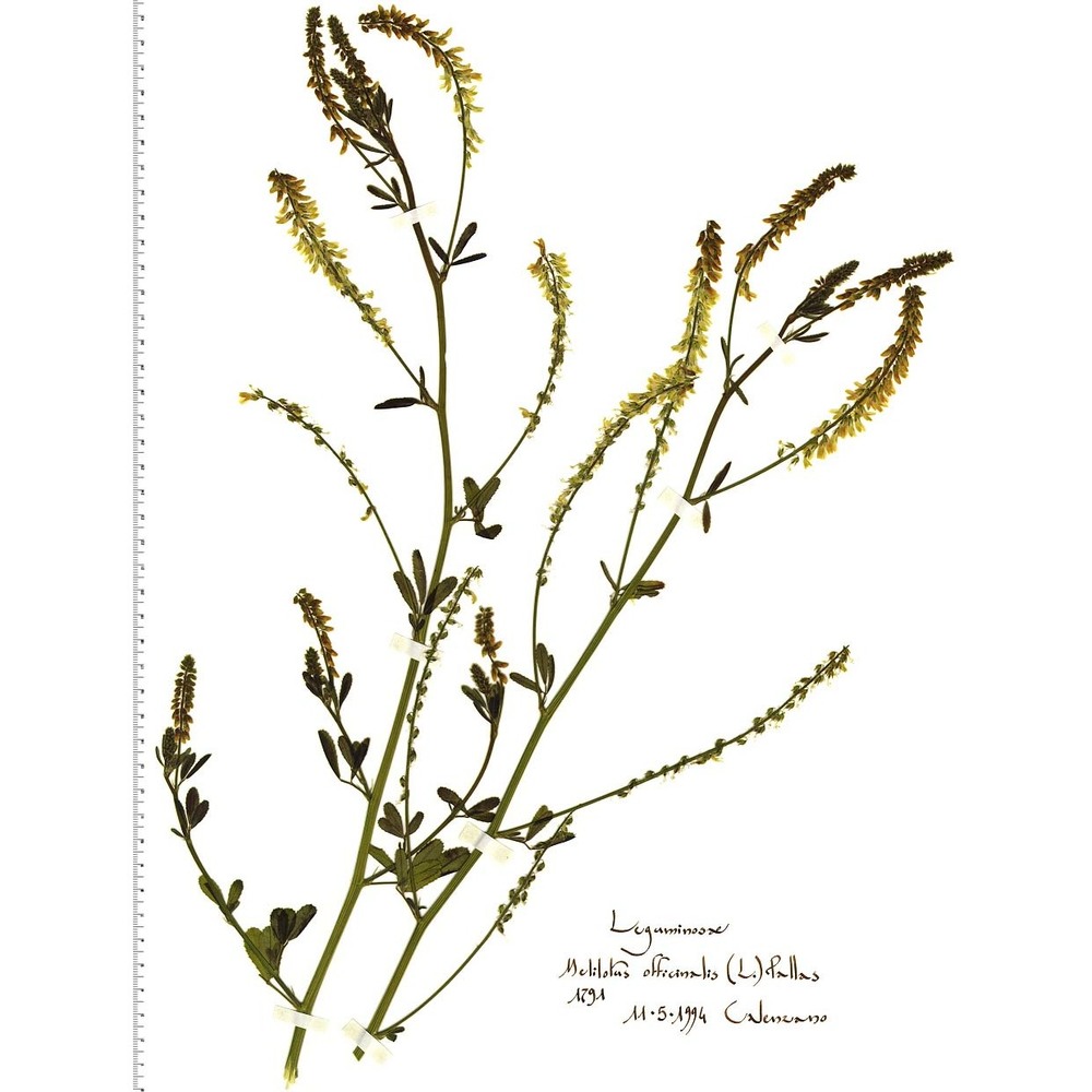 melilotus officinalis (l.) pall.