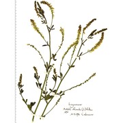 melilotus officinalis (l.) pall.