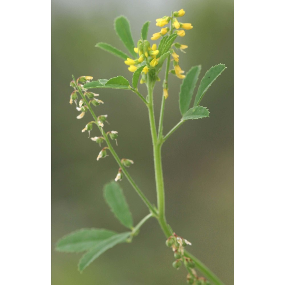 melilotus segetalis (brot.) ser.