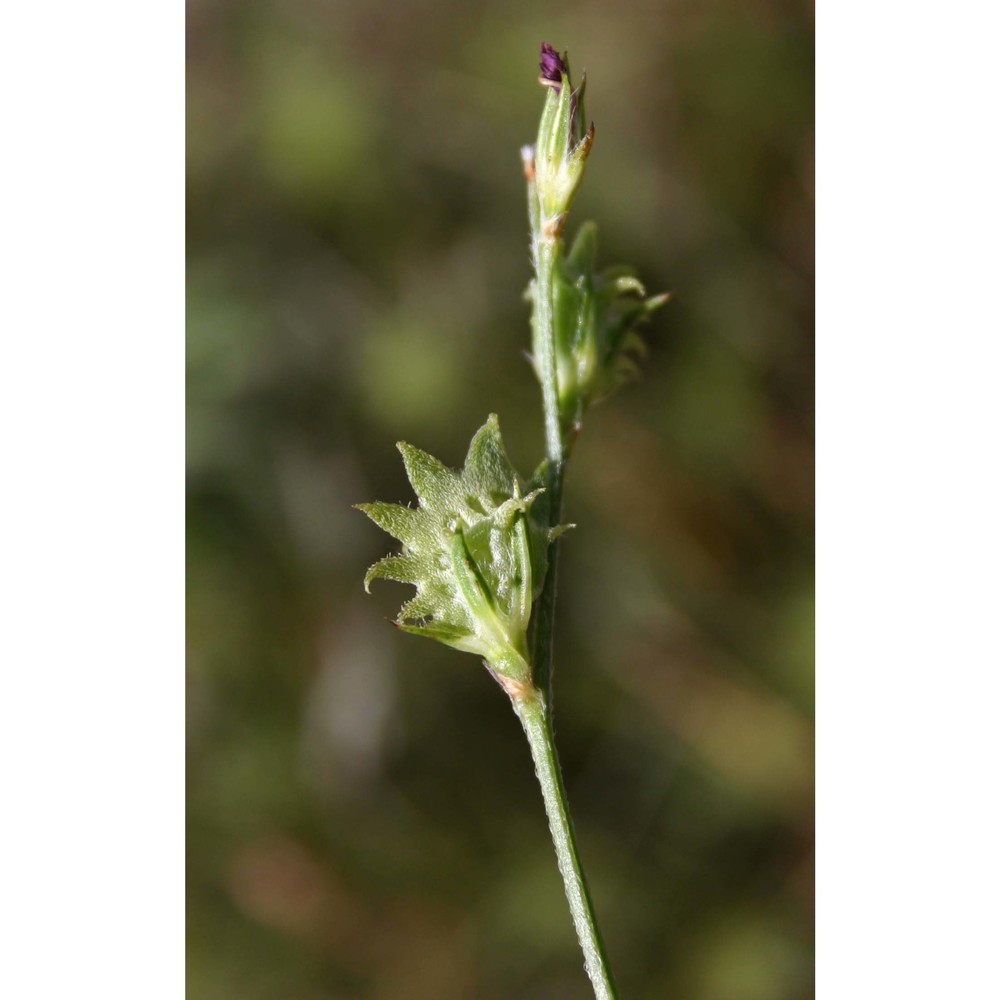 onobrychis aequidentata (sm.) d'urv.