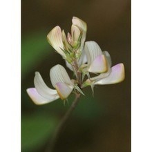 onobrychis alba (waldst. et kit.) desv.