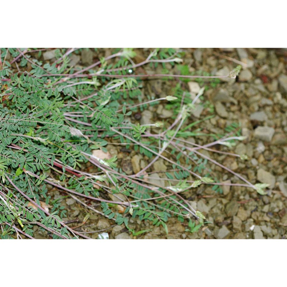 onobrychis alba (waldst. et kit.) desv.