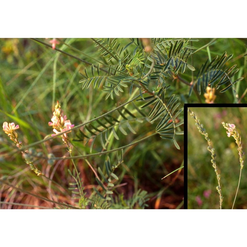 onobrychis arenaria (kit.) dc.