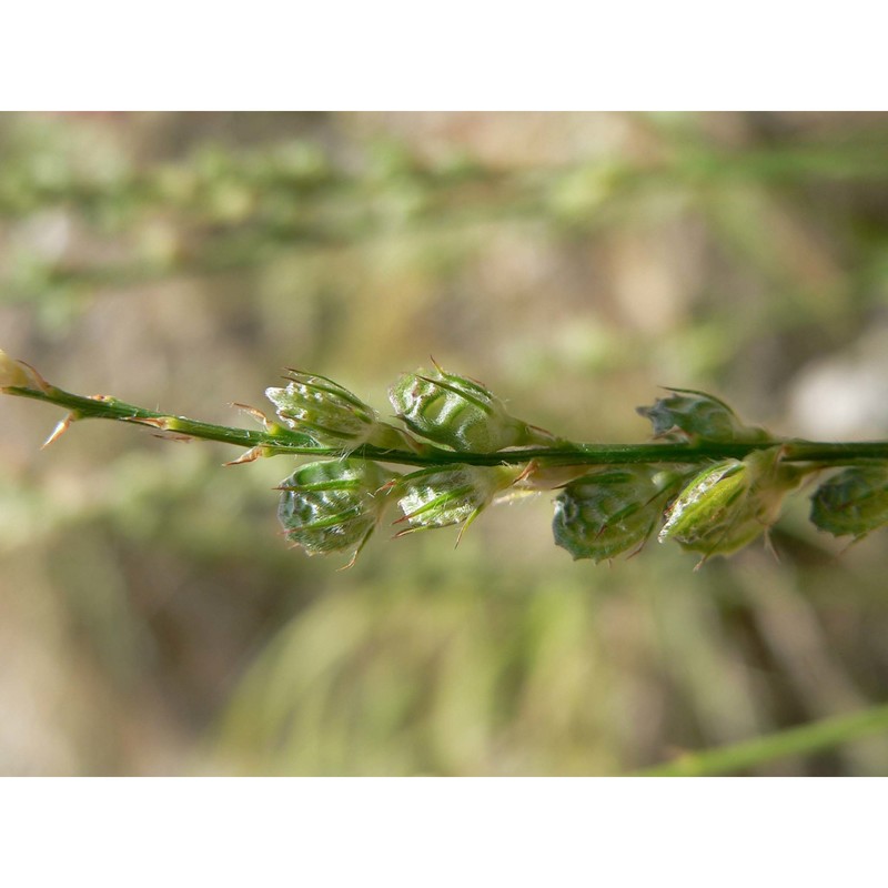 onobrychis arenaria (kit.) dc.