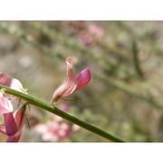 onobrychis arenaria (kit.) dc.