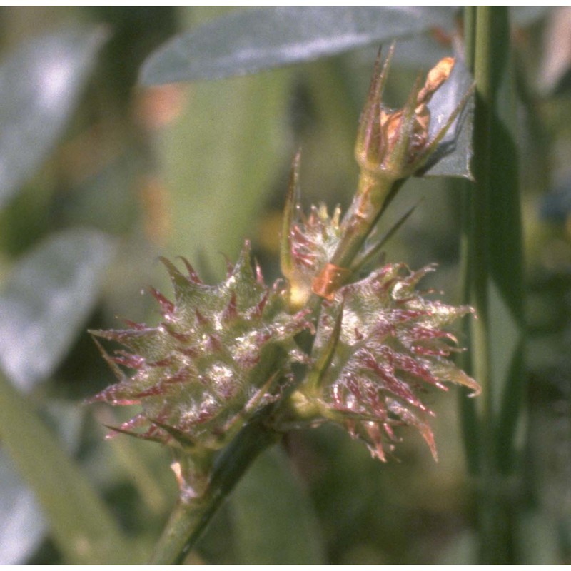 onobrychis caput-galli (l.) lam.