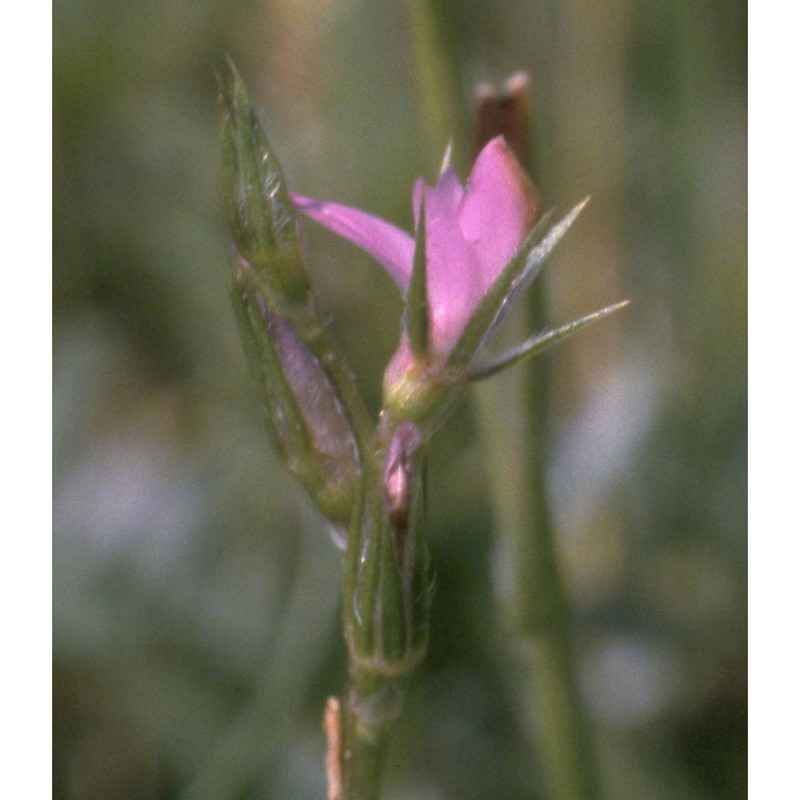 onobrychis caput-galli (l.) lam.