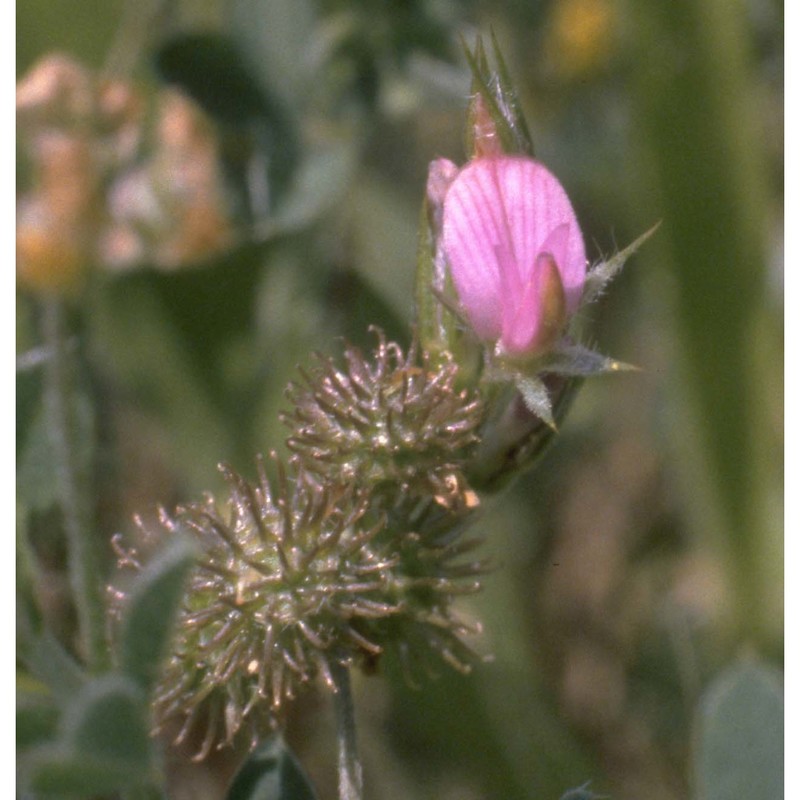 onobrychis caput-galli (l.) lam.