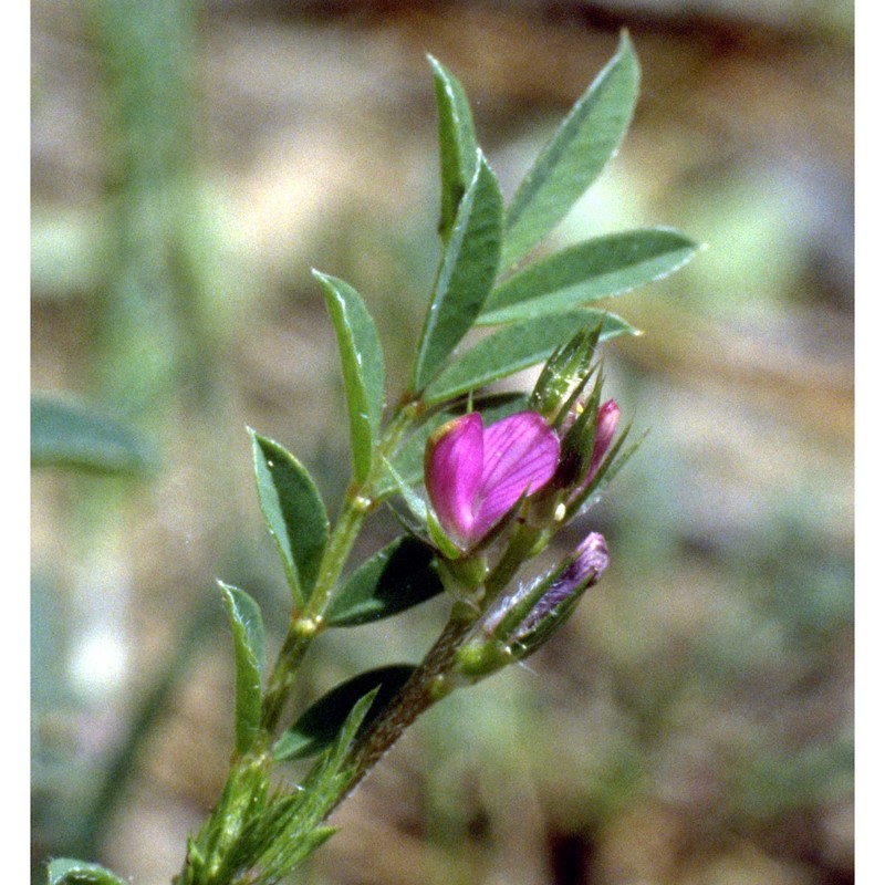 onobrychis caput-galli (l.) lam.