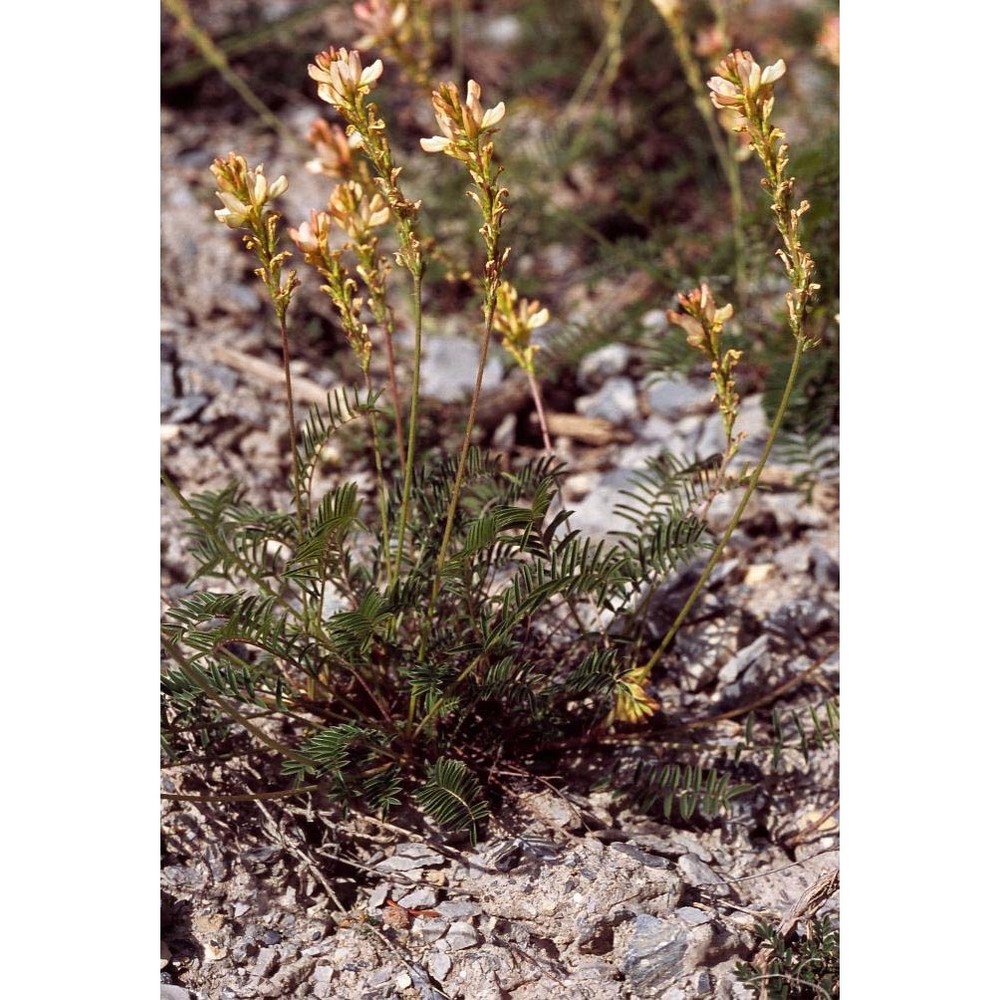 onobrychis saxatilis (l.) lam.