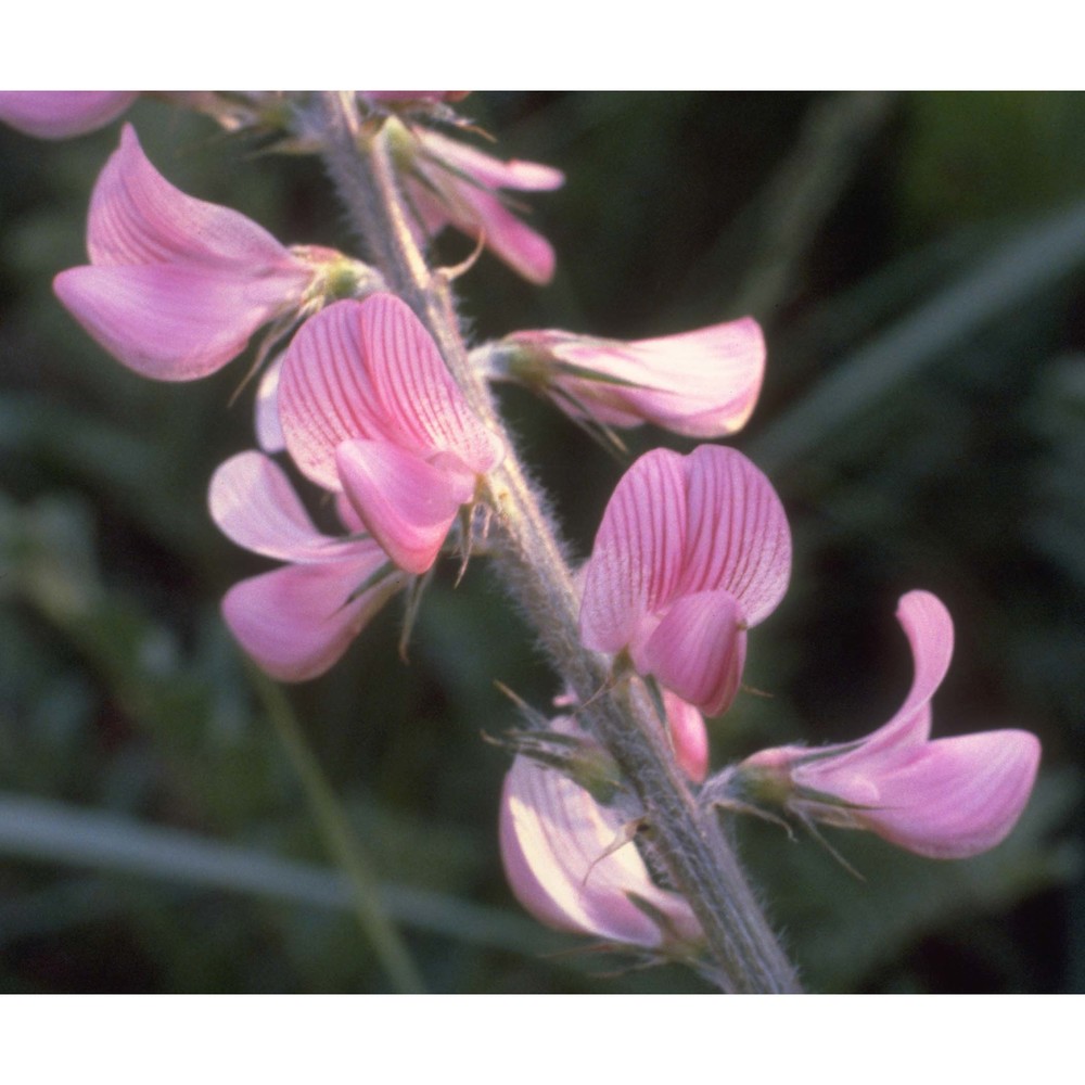 onobrychis viciifolia scop.