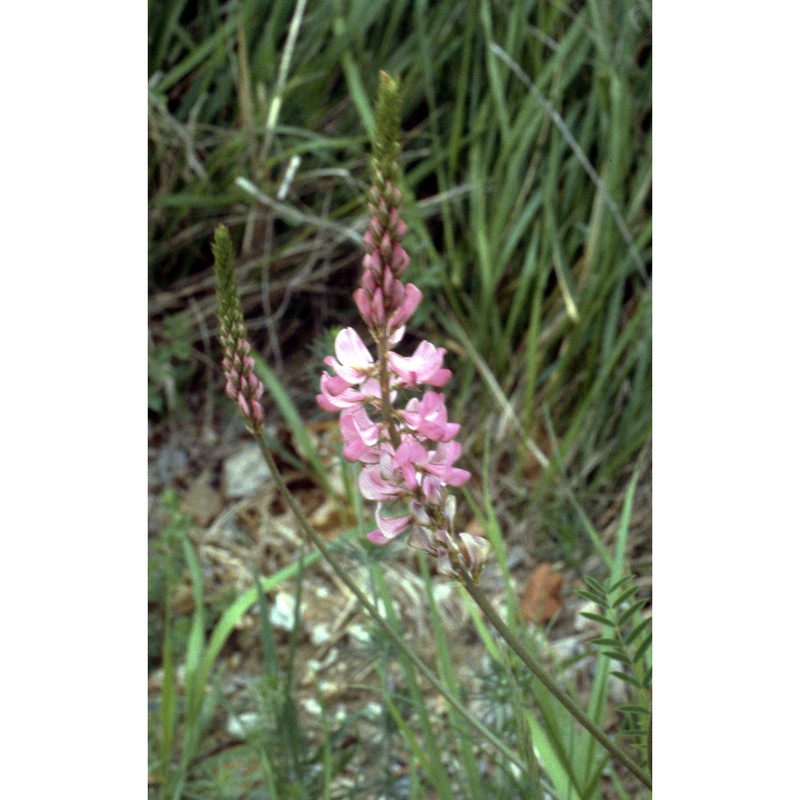 onobrychis viciifolia scop.