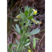 ononis breviflora dc.