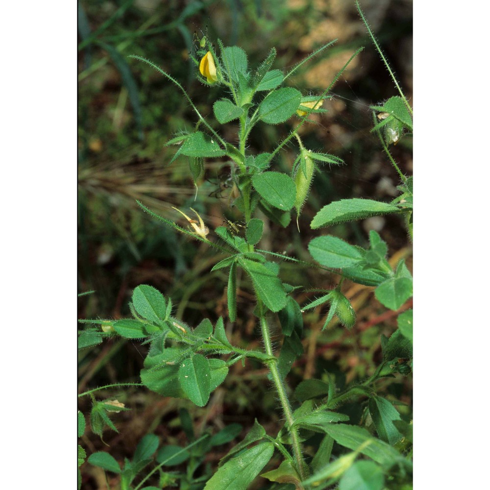 ononis breviflora dc.