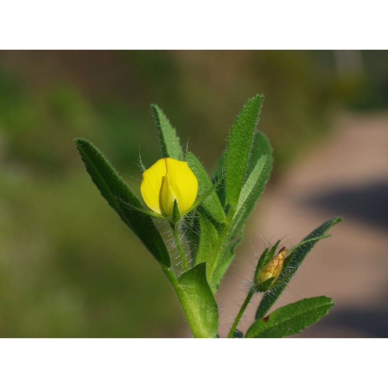 ononis breviflora dc.