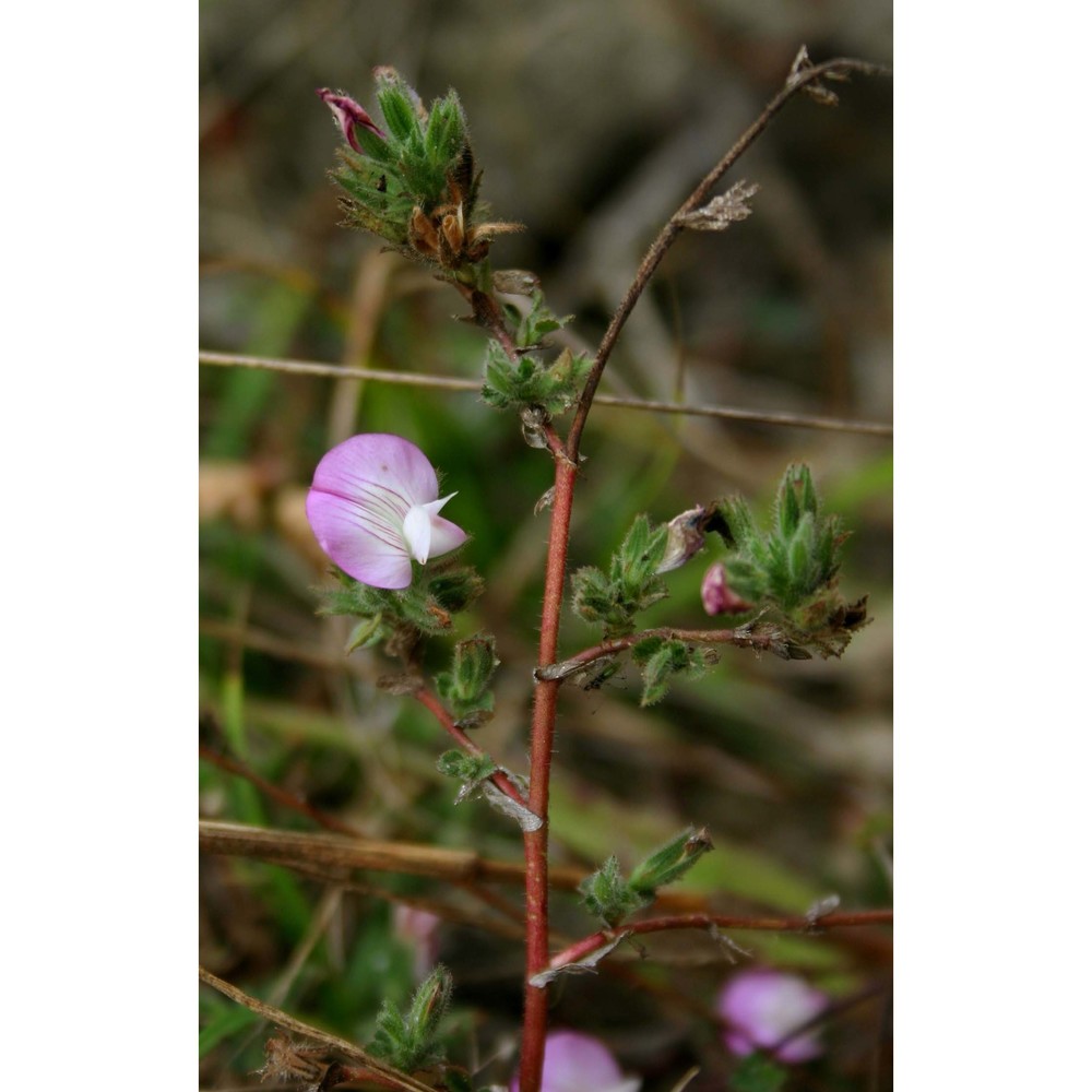 ononis oligophylla ten.