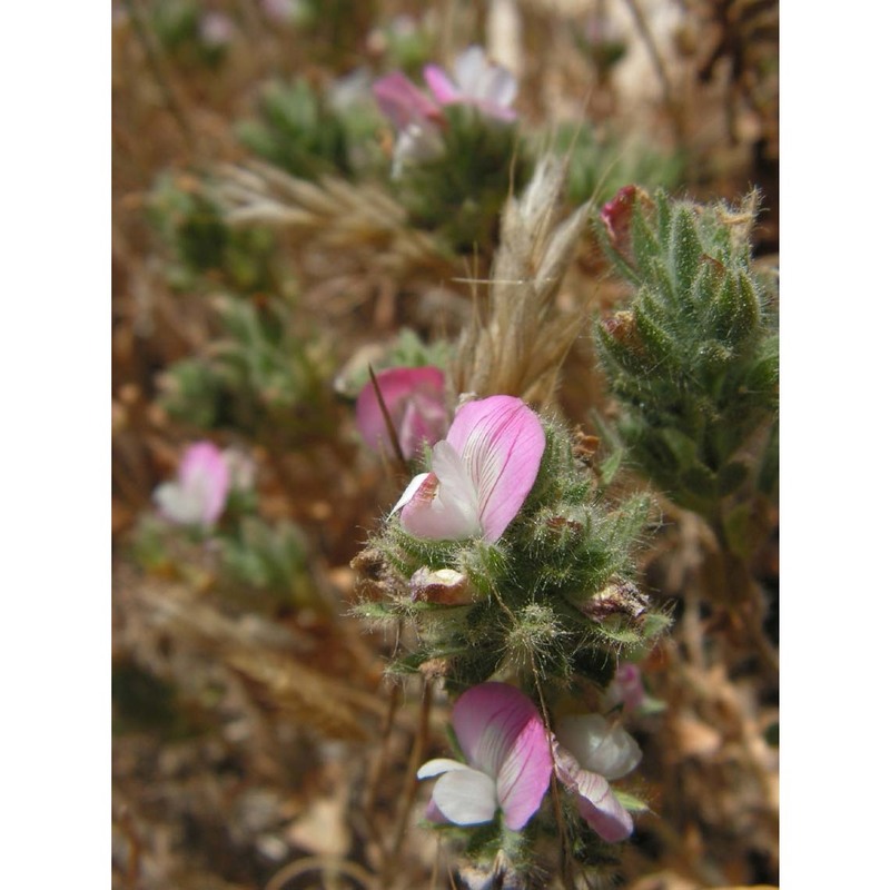 ononis oligophylla ten.