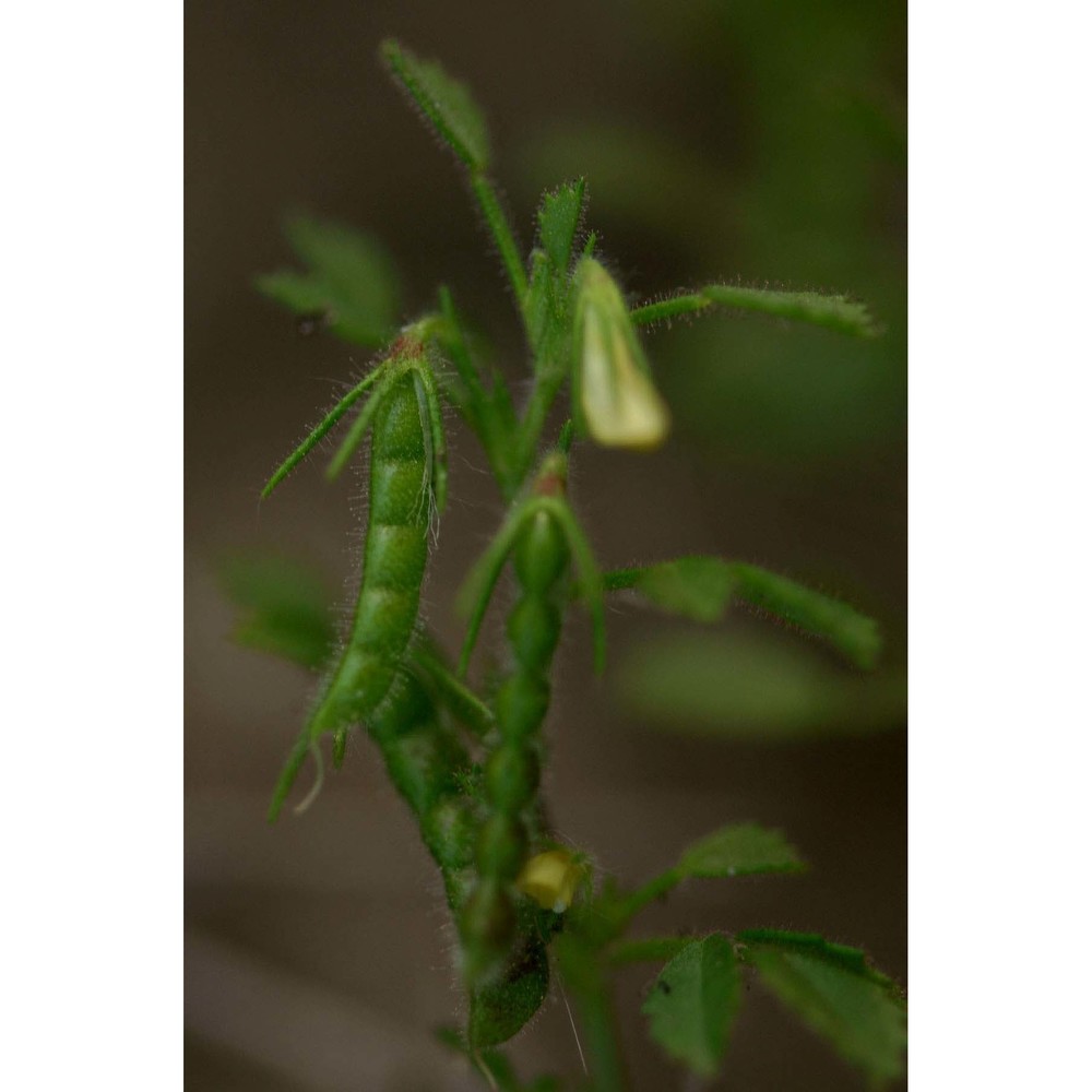 ononis ornithopodioides l.