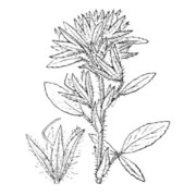 ononis pubescens l.