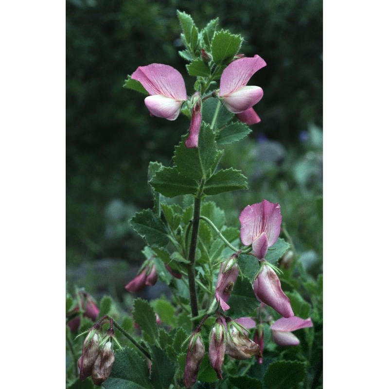 ononis rotundifolia l.