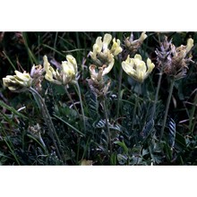 oxytropis campestris (l.) dc.