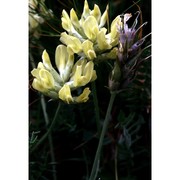 oxytropis campestris (l.) dc.