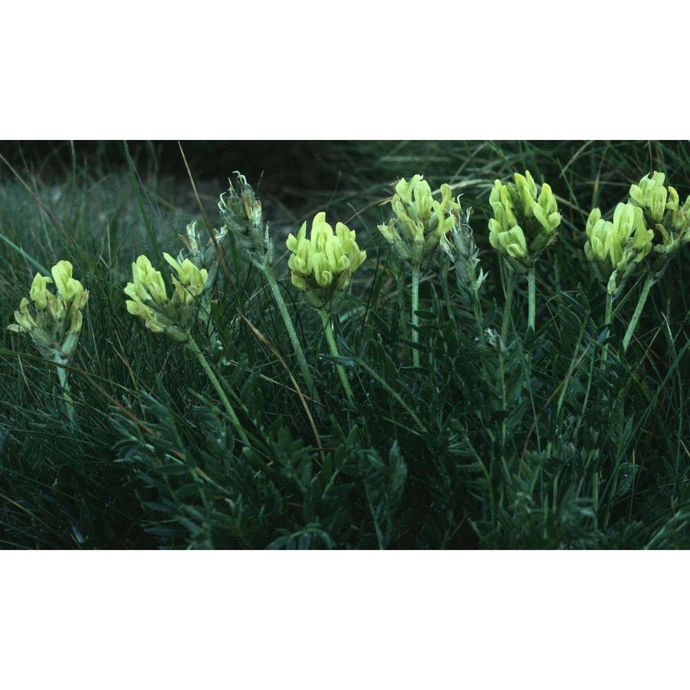 oxytropis campestris (l.) dc.