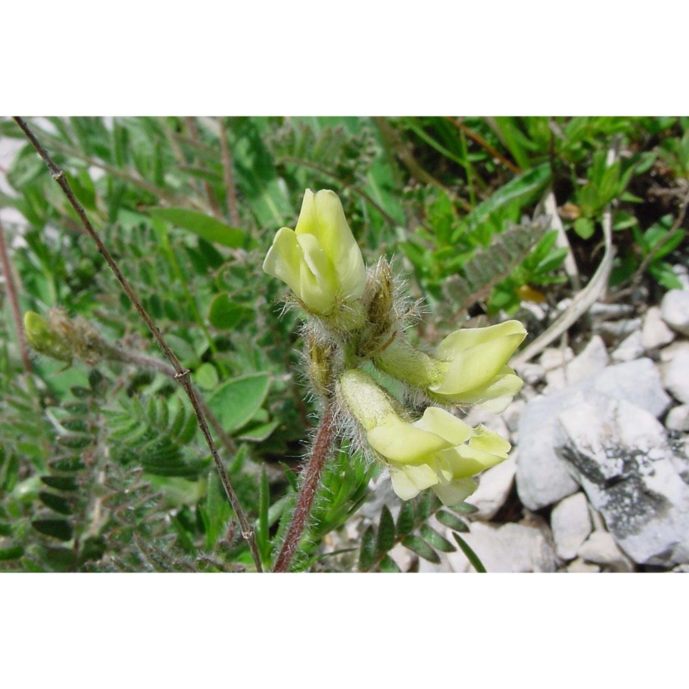 oxytropis caputoi moraldo et la valva