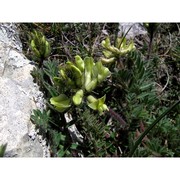 oxytropis caputoi moraldo et la valva