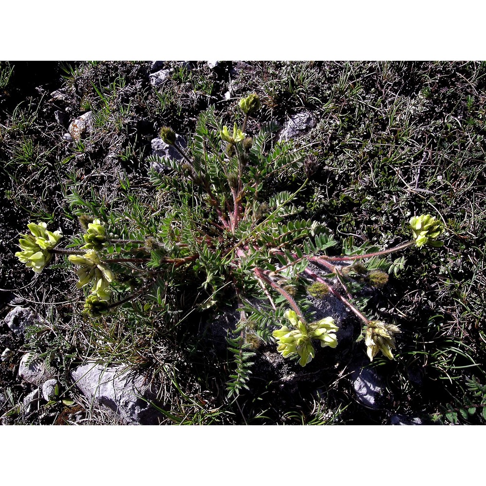 oxytropis caputoi moraldo et la valva