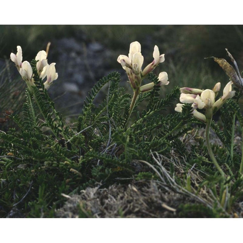 oxytropis foetida (vill.) dc.