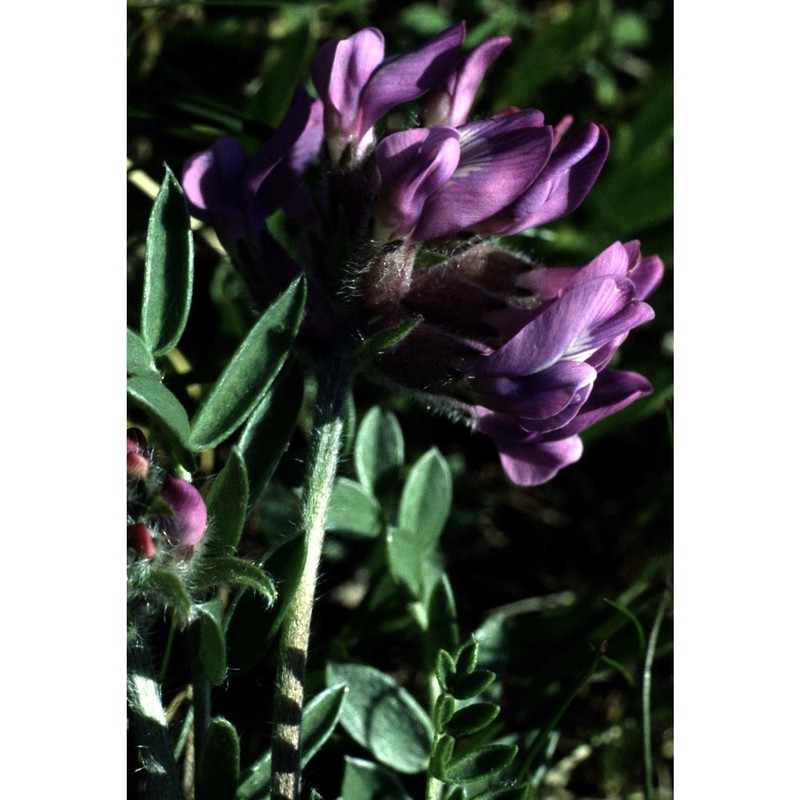 oxytropis halleri bunge