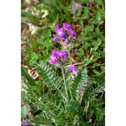 oxytropis halleri bunge