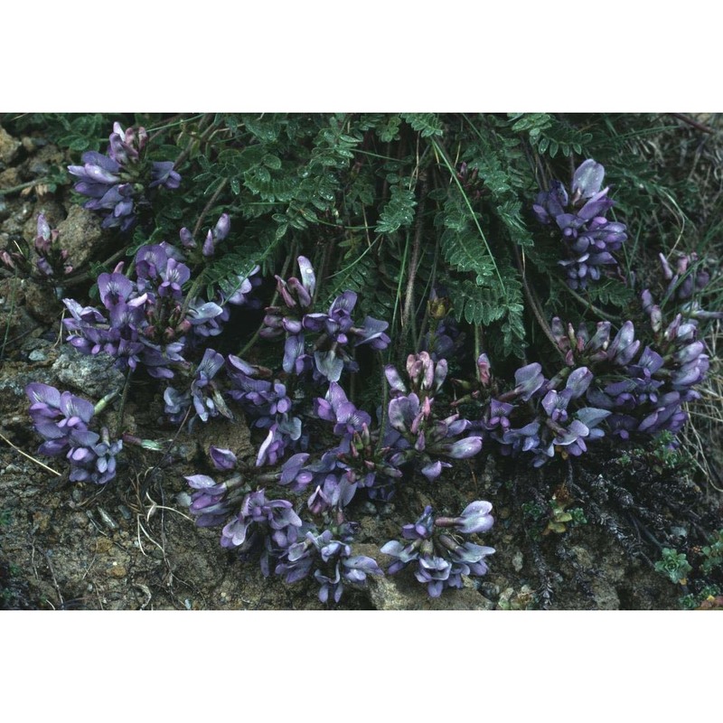 oxytropis helvetica scheele