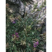 oxytropis lapponica (wahlenb.) j. gay