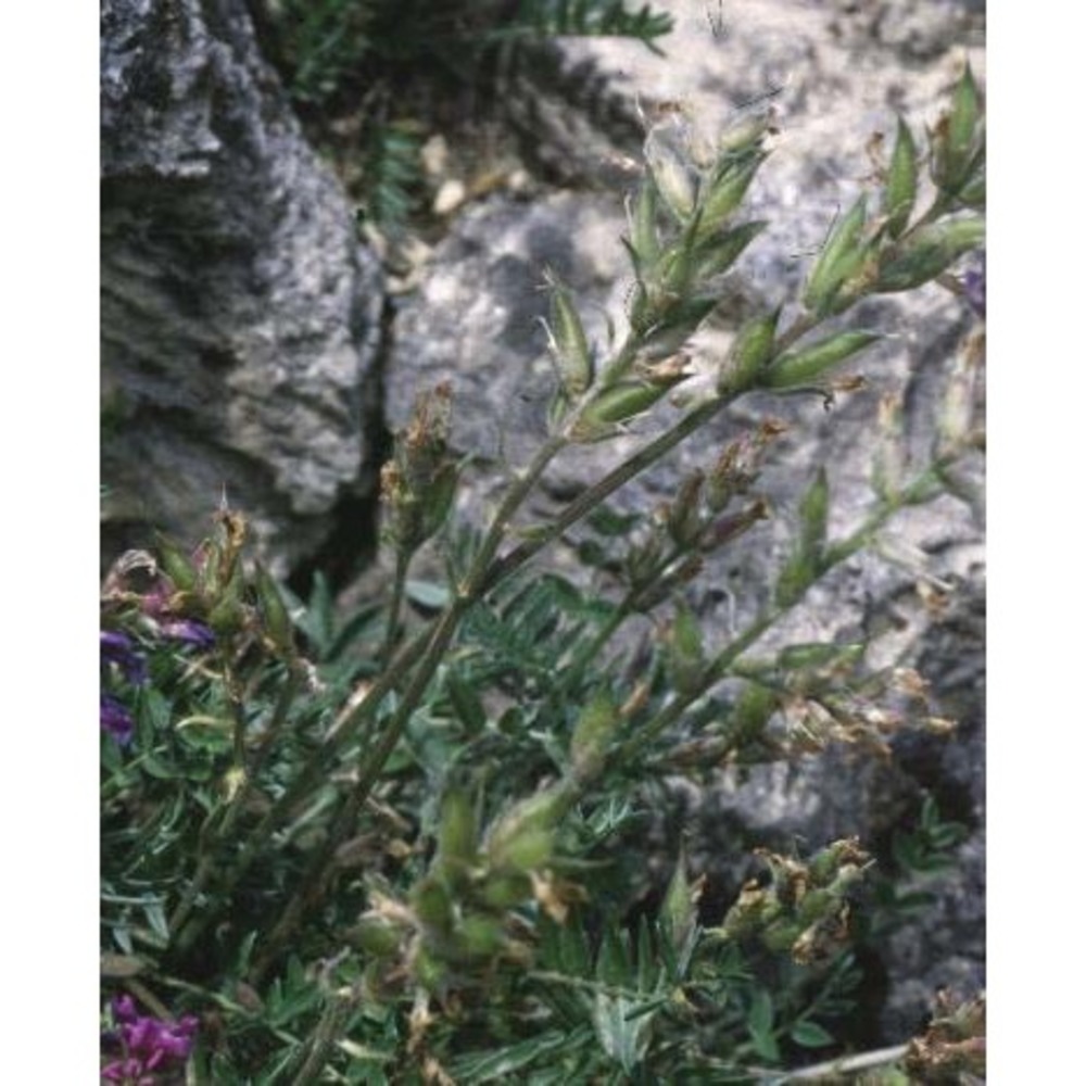 oxytropis lapponica (wahlenb.) j. gay