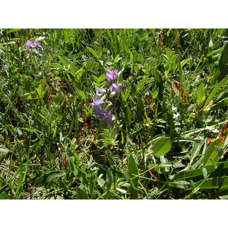 oxytropis lapponica (wahlenb.) j. gay