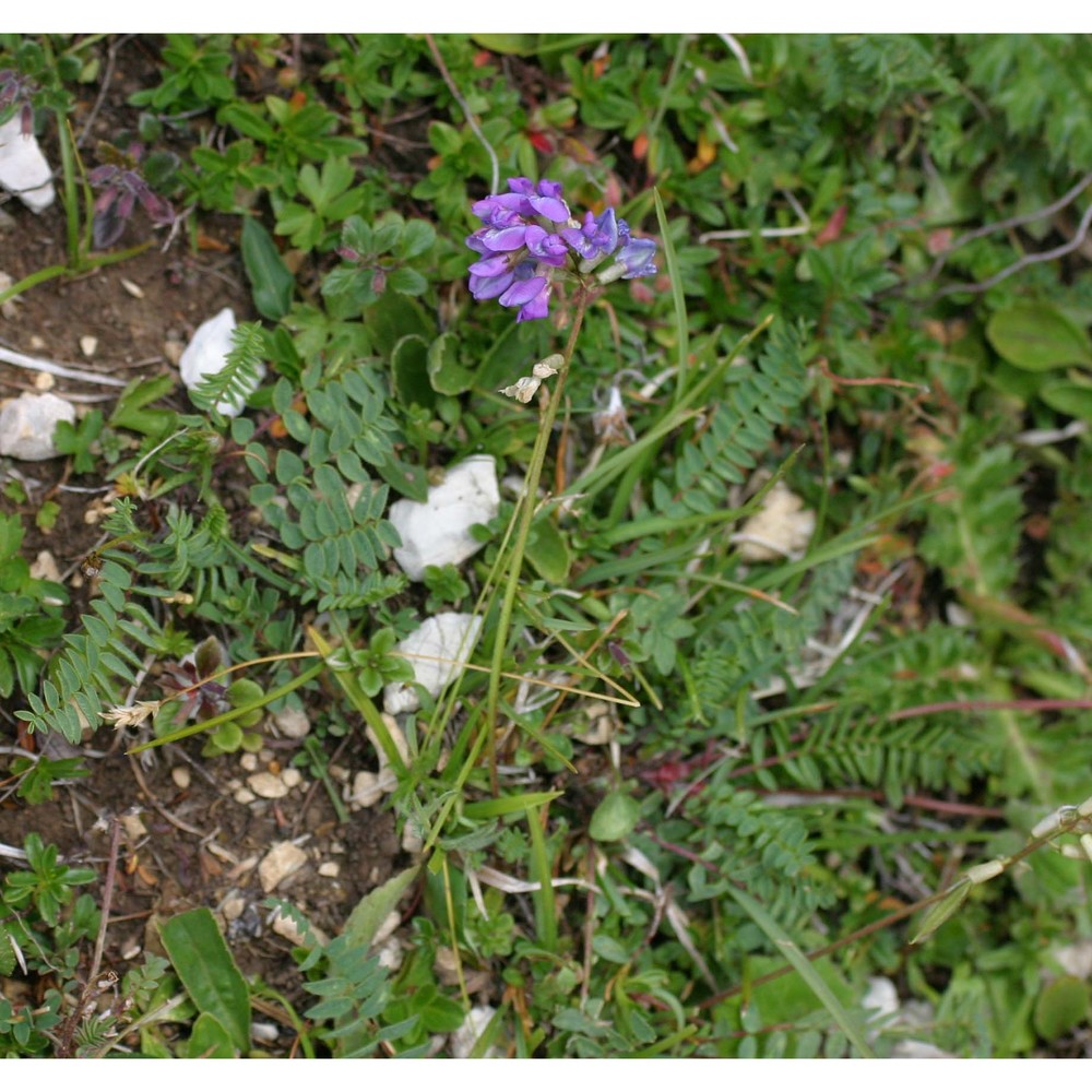 oxytropis montana (l.) dc.