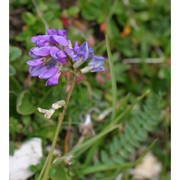 oxytropis montana (l.) dc.