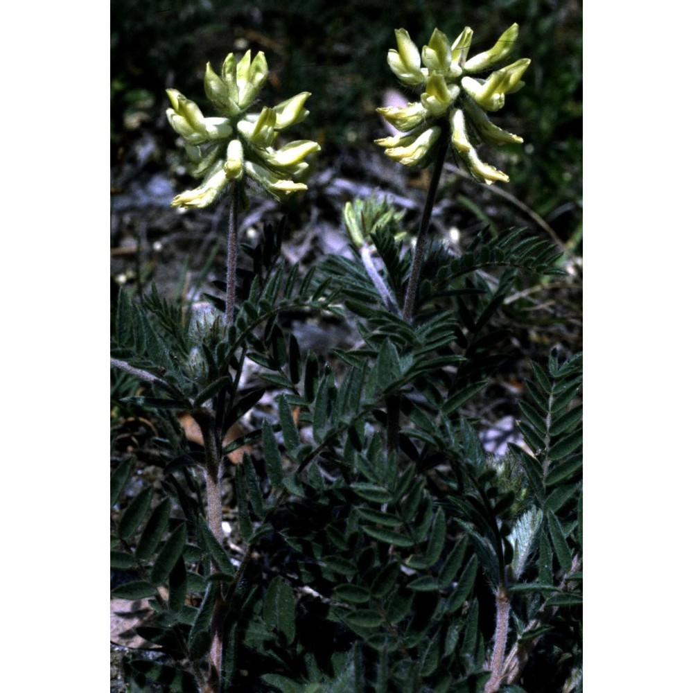 oxytropis pilosa (l.) dc.