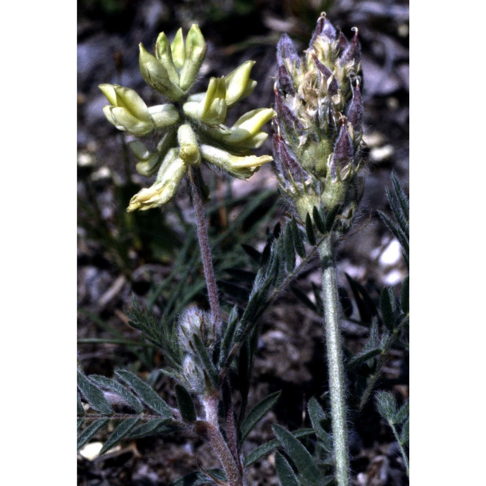 oxytropis pilosa (l.) dc.