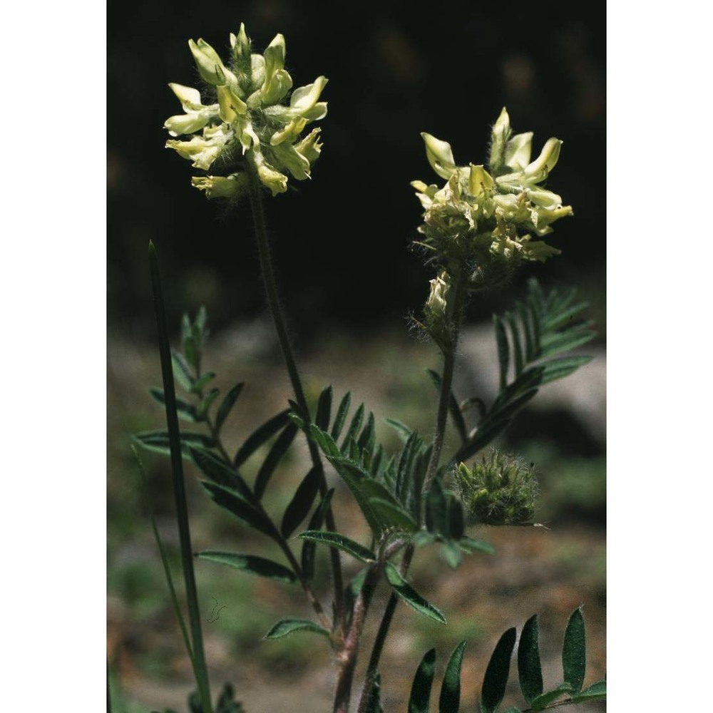 oxytropis pilosa (l.) dc.