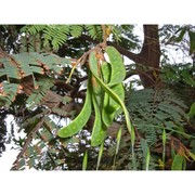 paraserianthes lophantha (willd.) i. c. nielsen