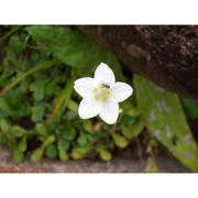 parnassia palustris l. subsp. palustris