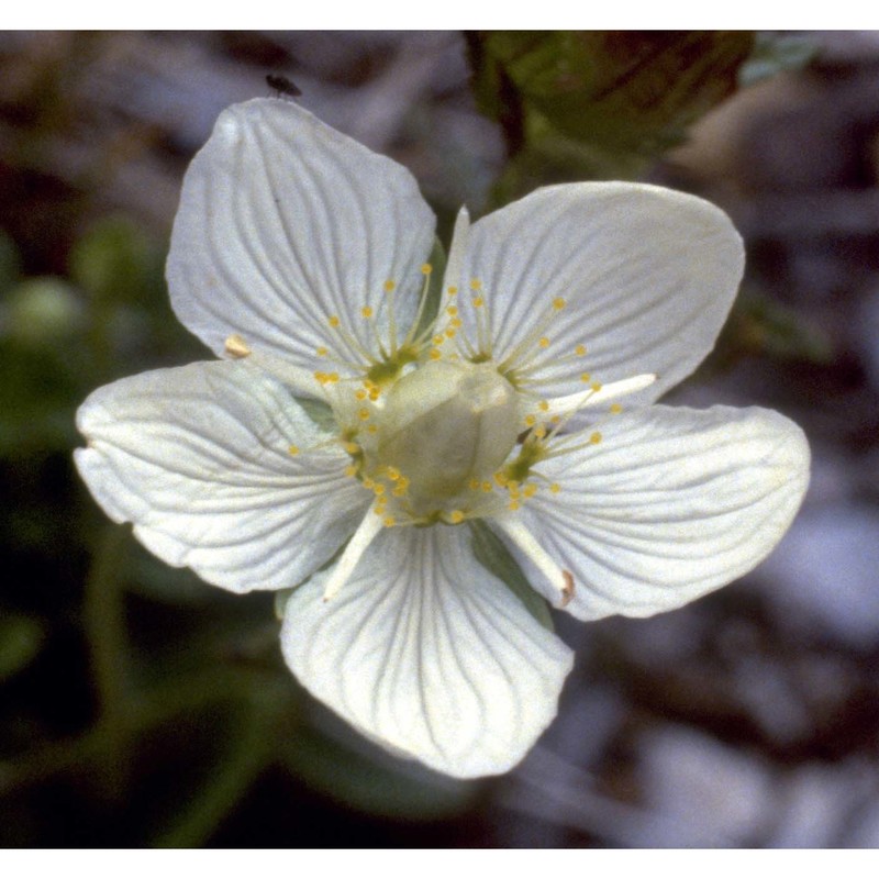 parnassia palustris l. subsp. palustris