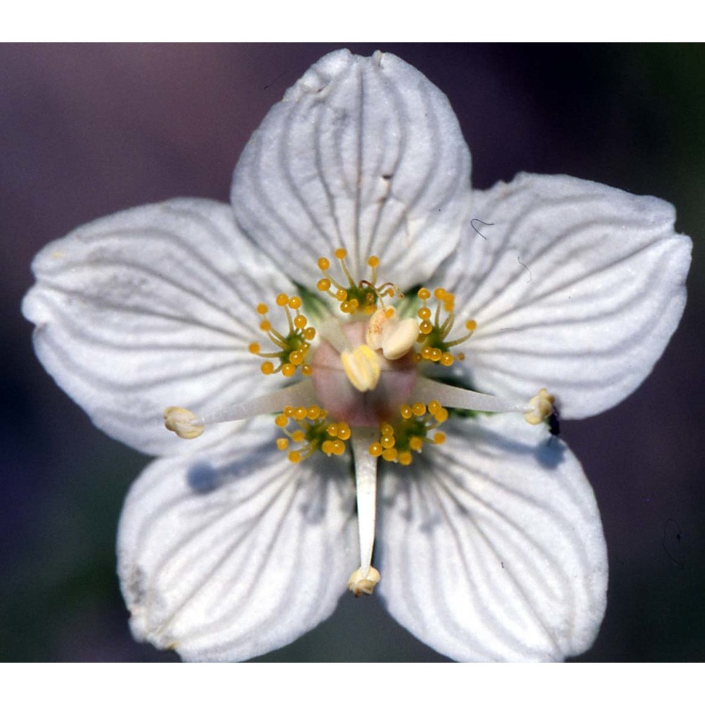 parnassia palustris l. subsp. palustris